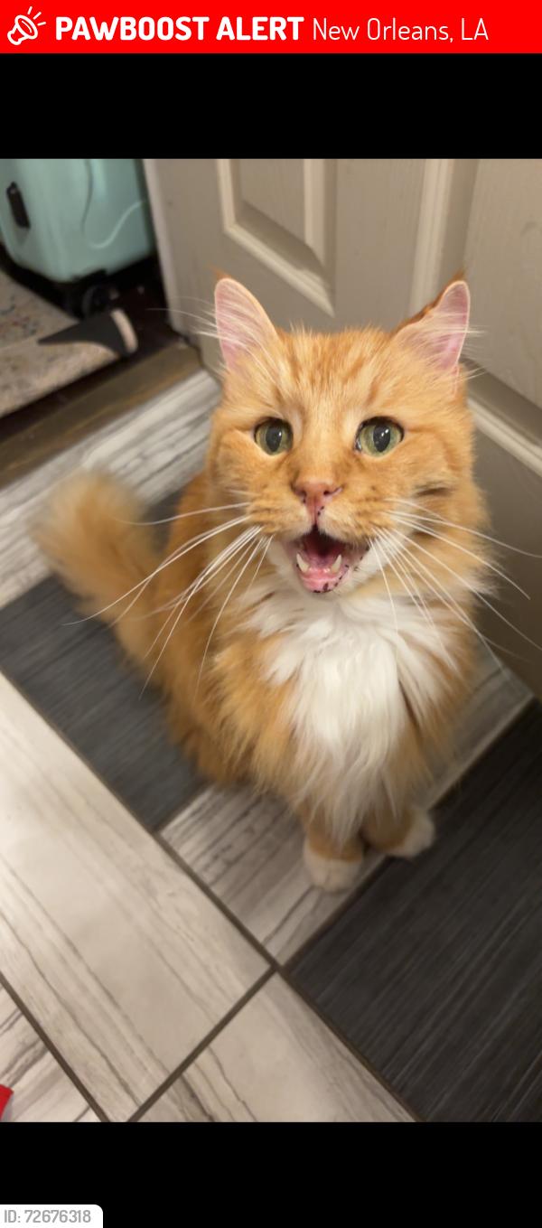Lost Male Cat last seen Camphor street , New Orleans, LA 70118
