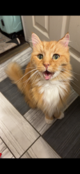 Lost Male Cat last seen Camphor street , New Orleans, LA 70118