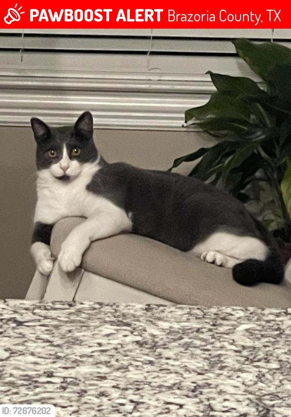 Lost Male Cat last seen Savannah plantation, Brazoria County, TX 77583