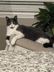 Lost Male Cat last seen Savannah plantation, Brazoria County, TX 77583