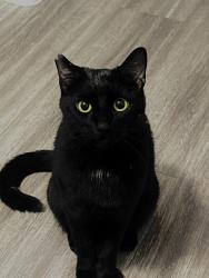 Lost Male Cat last seen Near w Mountain View blvd , Surprise, AZ 85374