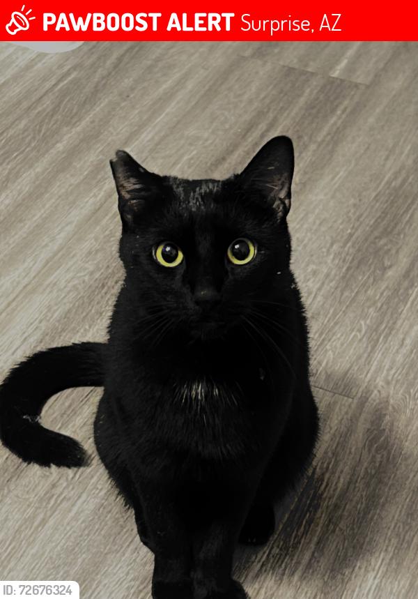 Lost Male Cat last seen Near w Mountain View blvd , Surprise, AZ 85374