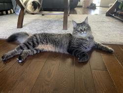 Lost Female Cat last seen Rutland Elementary, Kelowna, BC V1X 7X7