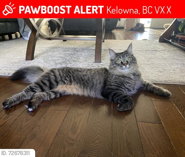 Lost Female Cat last seen Rutland Elementary, Kelowna, BC V1X 7X7
