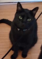 Lost Male Cat last seen Howard St & Rosa L Jones Cocoa/ Rockledge, Cocoa, FL 32922