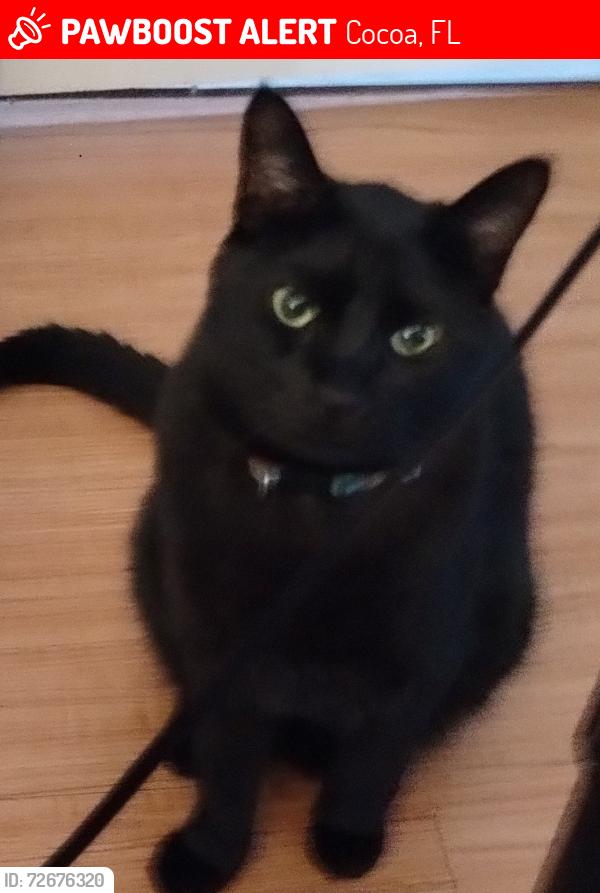 Lost Male Cat last seen Howard St & Rosa L Jones Cocoa/ Rockledge, Cocoa, FL 32922