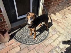 Found/Stray Male Dog last seen Cobblewood Drive, Chamberlayne, VA 23227