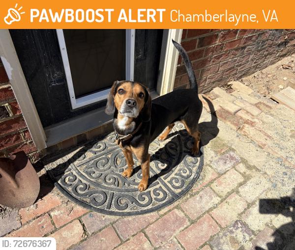 Found/Stray Male Dog last seen Cobblewood Drive, Chamberlayne, VA 23227