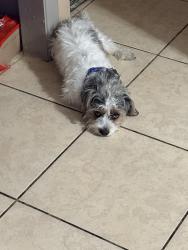 Found/Stray Male Dog last seen Reggie dr , Holiday, FL 34691
