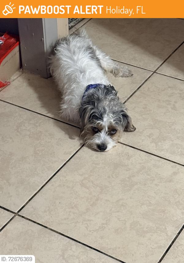 Found/Stray Male Dog last seen Reggie dr , Holiday, FL 34691