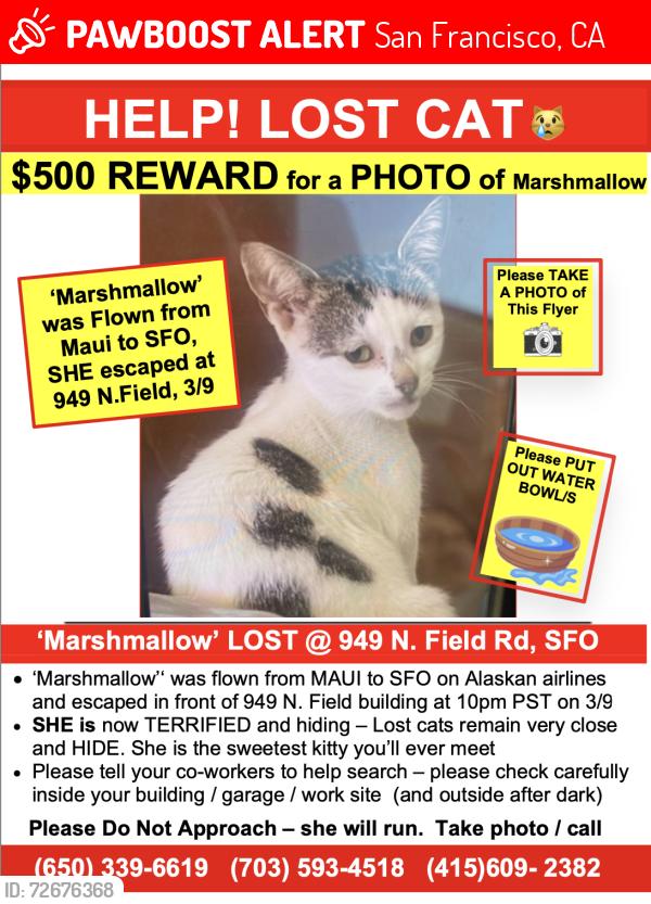 Lost Female Cat last seen Near N. Field Road - NORTH CARGO AREA OF SFO, San Francisco, CA 94128