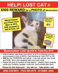 Lost Female Cat last seen Near N. Field Road - NORTH CARGO AREA OF SFO, San Francisco, CA 94128