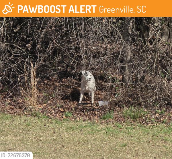 Found/Stray Unknown Dog last seen Mall Connector Rd, Greenville, SC 29607