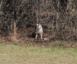 Found/Stray Unknown Dog last seen Mall Connector Rd, Greenville, SC 29607