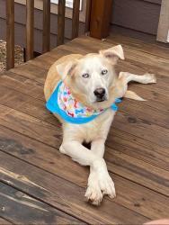 Lost Male Dog last seen Fm 513 Lone Oak, Texas, Lone Oak, TX 75453