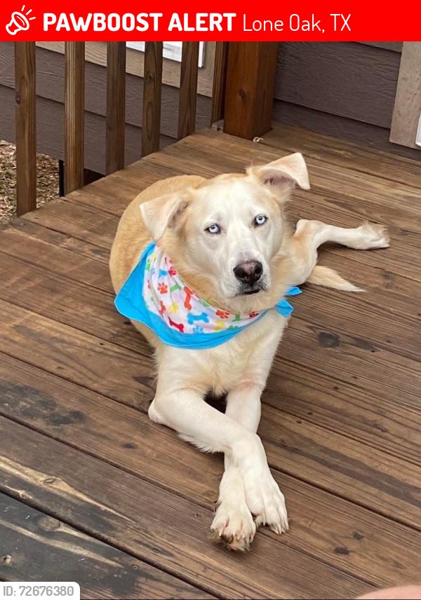 Lost Male Dog last seen Fm 513 Lone Oak, Texas, Lone Oak, TX 75453