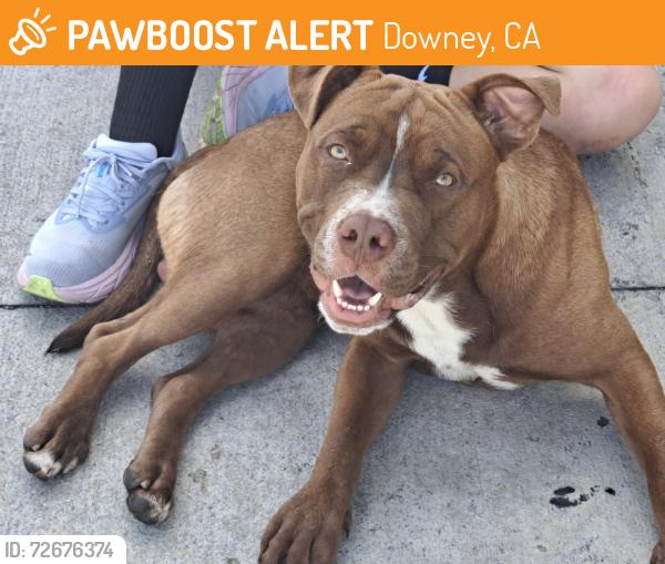 Found/Stray Male Dog last seen Lakewood blvd and imperial hwy in Downey, Downey, CA 90242