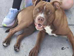 Found/Stray Male Dog last seen Lakewood blvd and imperial hwy in Downey, Downey, CA 90242