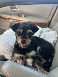 Found/Stray Female Dog last seen Unknown , Arden-Arcade, CA 95864