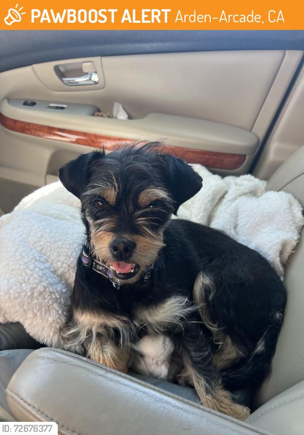 Found/Stray Female Dog last seen Unknown , Arden-Arcade, CA 95864