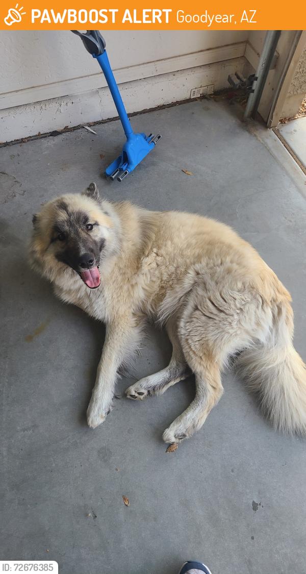 Found/Stray Male Dog last seen Goodyear, Goodyear, AZ 85338