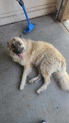 Found/Stray Male Dog last seen Goodyear, Goodyear, AZ 85338