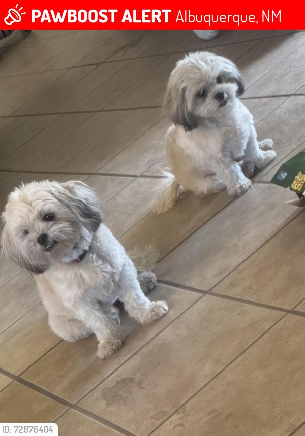 Lost Female Dog last seen Wyoming and central , Albuquerque, NM 87110
