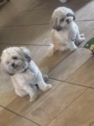 Lost Female Dog last seen Wyoming and central , Albuquerque, NM 87110