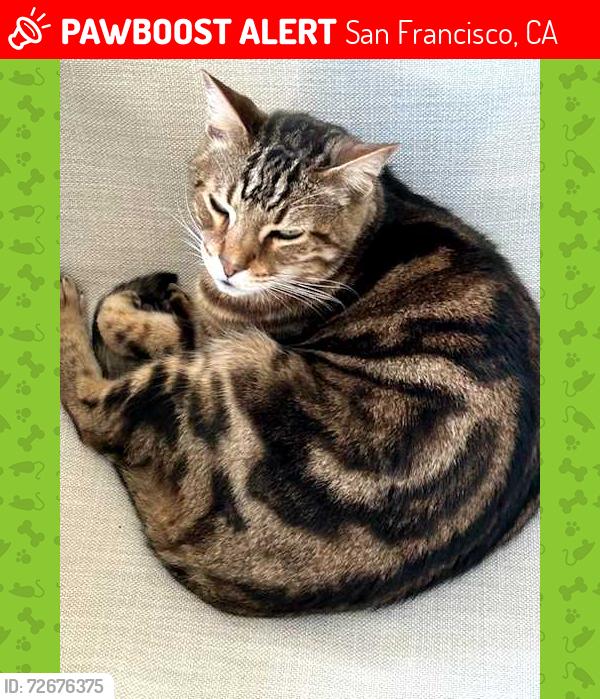 Lost Male Cat last seen between San Jose and Cayuga, San Francisco, CA 94112