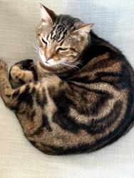 Lost Male Cat last seen between San Jose and Cayuga, San Francisco, CA 94112