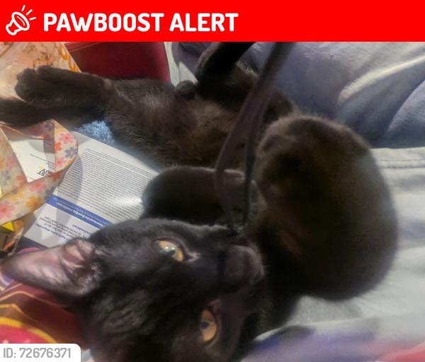 Lost Male Cat last seen Meadowland and Academy , Colorado Springs, CO 80918