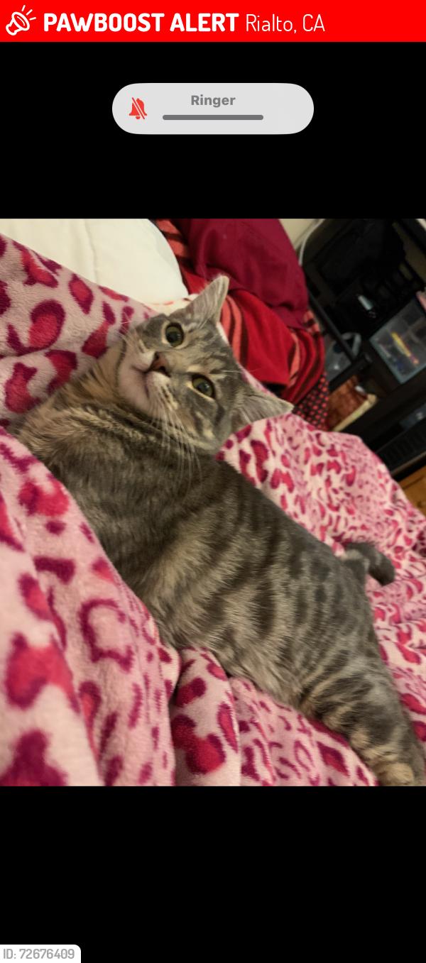 Lost Male Cat last seen Cactus and riverside , Rialto, CA 92377
