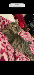 Lost Male Cat last seen Cactus and riverside , Rialto, CA 92377