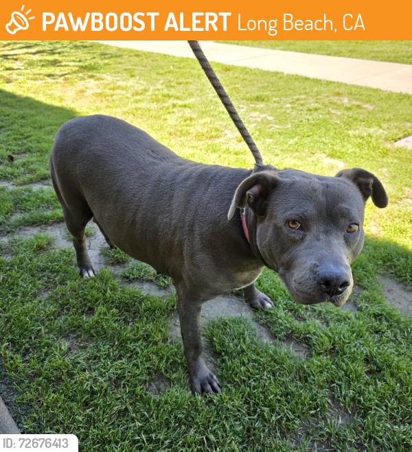 Found/Stray Female Dog last seen Near E Hungerford St, Long Beach, CA 90805, Long Beach, CA 90805
