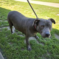 Found/Stray Female Dog last seen Near E Hungerford St, Long Beach, CA 90805, Long Beach, CA 90805