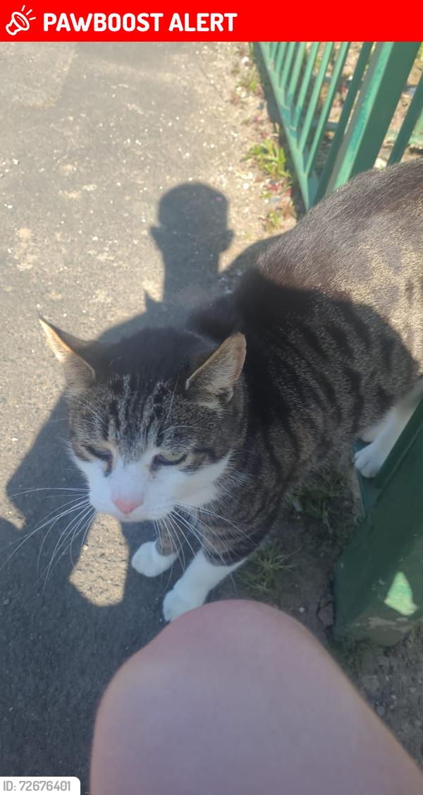 Lost Male Cat last seen Smallshaw area, Greater Manchester, England OL6 8RD