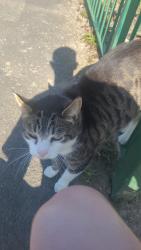 Lost Male Cat last seen Smallshaw area, Greater Manchester, England OL6 8RD