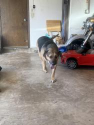 Found/Stray Male Dog last seen cherry creek drive and main st, Norman, OK 73072
