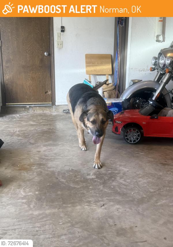 Found/Stray Male Dog last seen cherry creek drive and main st, Norman, OK 73072