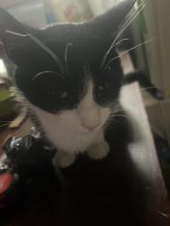 Lost Female Cat last seen William Rancher Rd , San Antonio, TX 78238