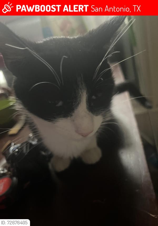 Lost Female Cat last seen William Rancher Rd , San Antonio, TX 78238