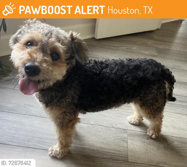 Found/Stray Male Dog last seen Shadow Forest Elementary school area, Houston, TX 77345