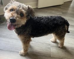 Found/Stray Male Dog last seen Shadow Forest Elementary school area, Houston, TX 77345