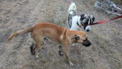 Lost Male Dog last seen Near is the closest main road, Dale, TX 78616