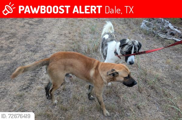Lost Male Dog last seen Near is the closest main road, Dale, TX 78616