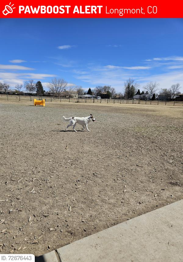 Lost Male Dog last seen Francis st,dog park, Longmont, CO 80501