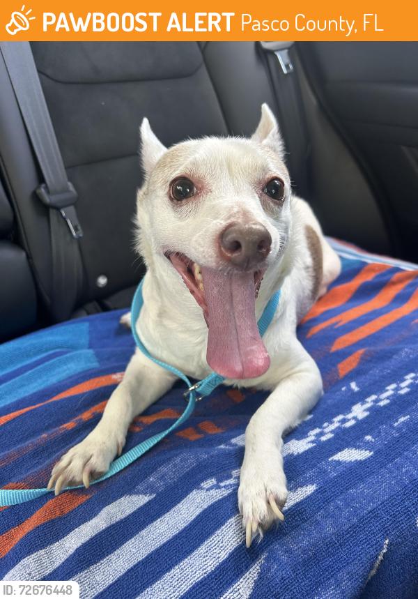 Found/Stray Male Dog last seen State road, Pasco County, FL 34637