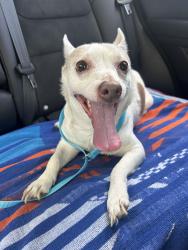 Found/Stray Male Dog last seen State road, Pasco County, FL 34637