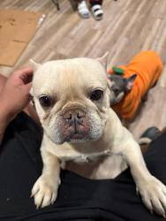 Lost Male Dog last seen watson ave, East Orange, NJ 07018