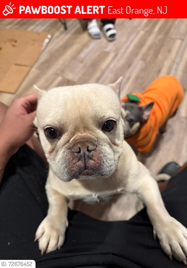Lost Male Dog last seen watson ave, East Orange, NJ 07018